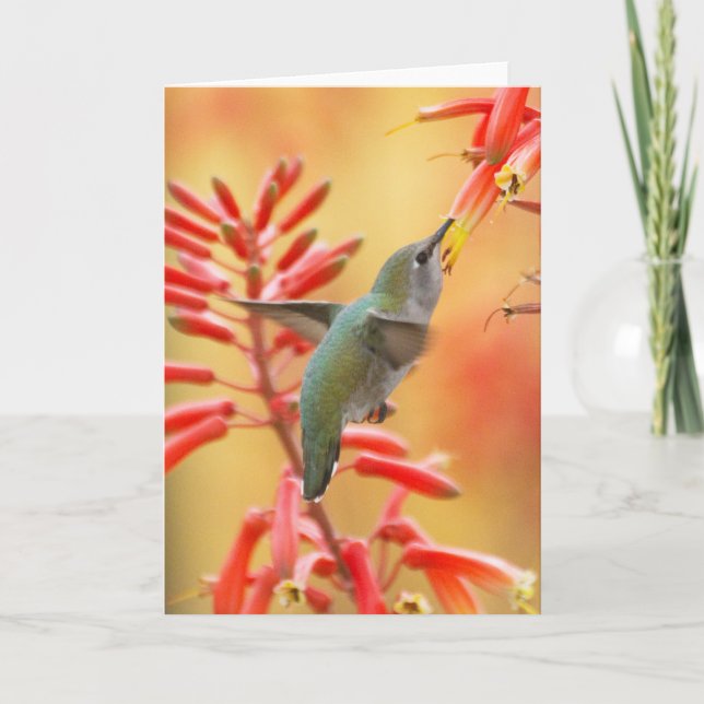 Cartes Pour Fêtes Annuelles Colibri entouré de yucca rouge (Devant)