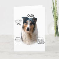 Collie (merle lisse)
