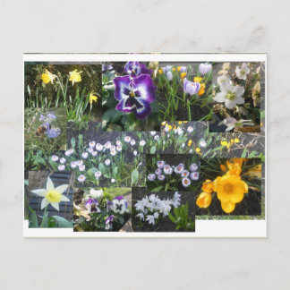 Cartes Pour Fêtes Annuelles Colorful Spring Flowers Collage DIY Postcard