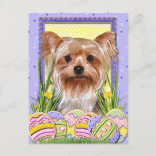 Cartes Pour Fêtes Annuelles Cookies d'oeufs de Pâques - Yorkshire Terrier