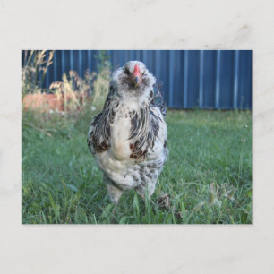 Cartes Pour Fêtes Annuelles Coq d'oeuf de Pâques