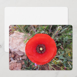 Cartes Pour Fêtes Annuelles Coquelicot sauvage
