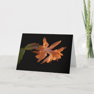 Cartes Pour Fêtes Annuelles Corail Christmas Castus Bloom