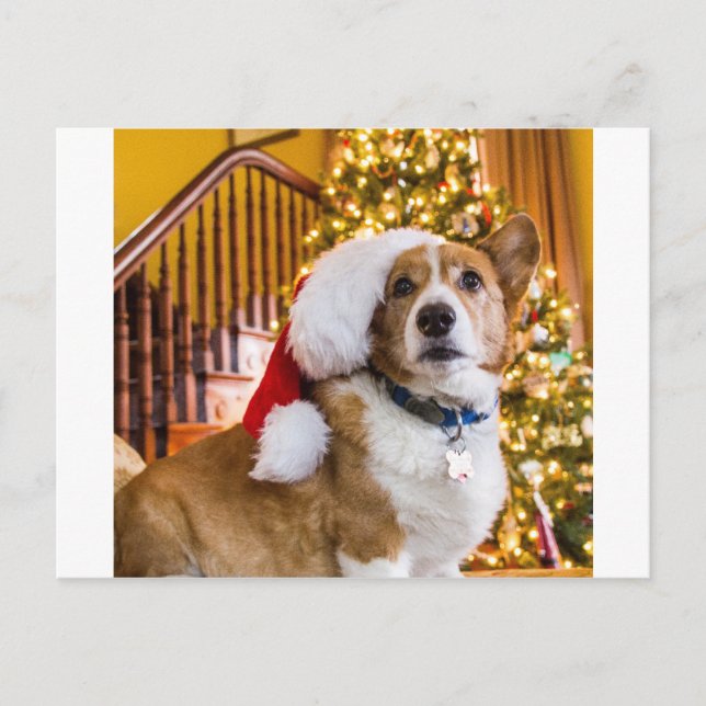 Cartes Pour Fêtes Annuelles Corgi de Noël (Devant)