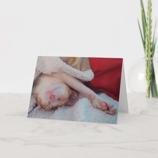 Cartes Pour Fêtes Annuelles cornish rex (Devant)