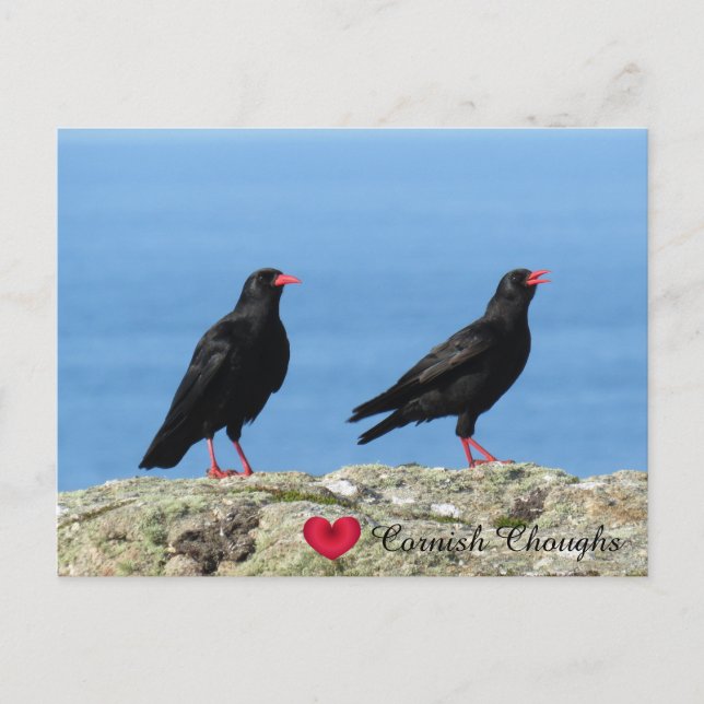 Cartes Pour Fêtes Annuelles Cornouailles (Palores) Pyrrhocorax pyrrhocorax (Devant)