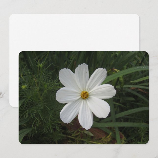 Cartes Pour Fêtes Annuelles Cosmos (Devant / Derrière)