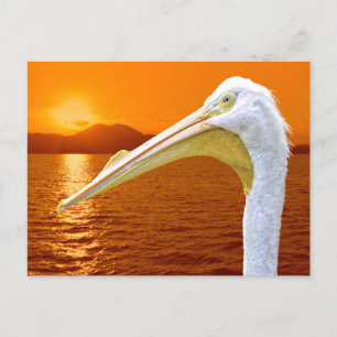 Cartes Pour Fêtes Annuelles Coucher de soleil américain de Pélican blanc à Cor