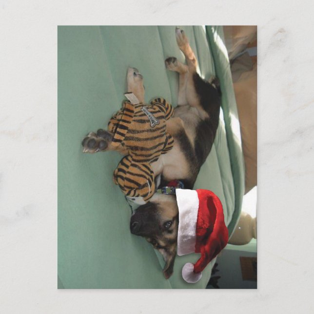 Cartes Pour Fêtes Annuelles Coupe berger allemande avec chapeau de Père Noël (Devant)