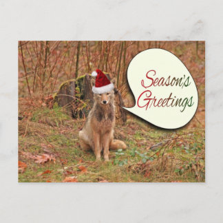 Cartes Pour Fêtes Annuelles Coyote de Noël