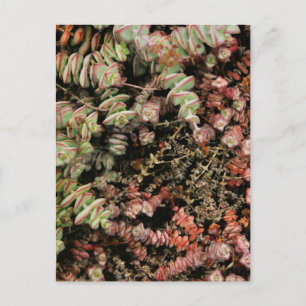 Cartes Pour Fêtes Annuelles Crassula perforata