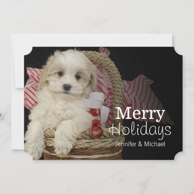 Cartes Pour Fêtes Annuelles Cristmas Malti-poo puppy sitting in basket (Devant)