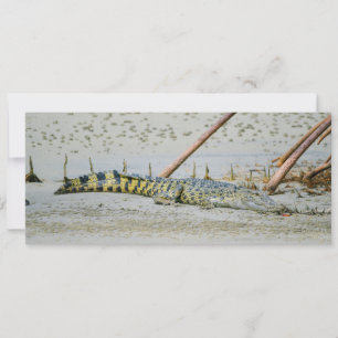 Cartes Pour Fêtes Annuelles Crocodile d'eau salée