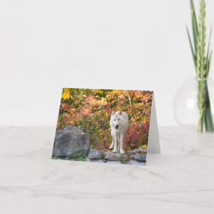 Cartes Pour Fêtes Annuelles Curieux loup gris