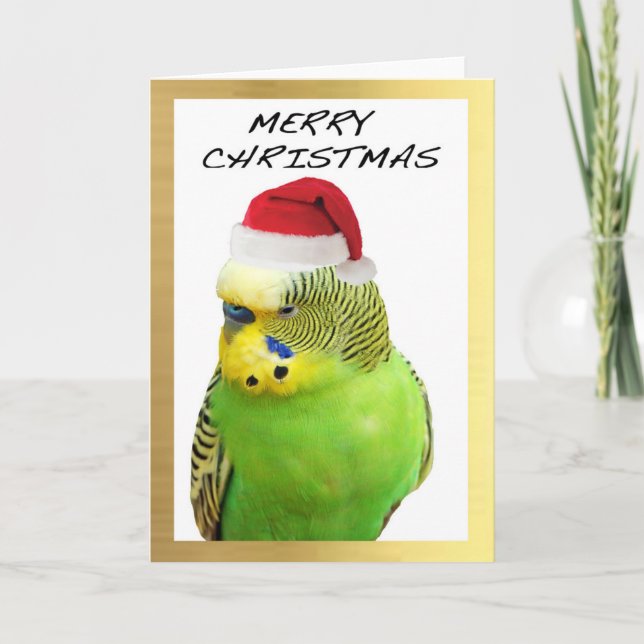Cartes Pour Fêtes Annuelles "Cute Budgie" design Christmas cards (Devant)