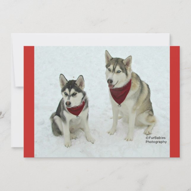 Cartes Pour Fêtes Annuelles Cute Huskies sending Christmas cheer (Devant)