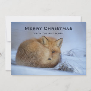 Cartes Pour Fêtes Annuelles Cute Little Fox Curling Up Winter Photo Noël