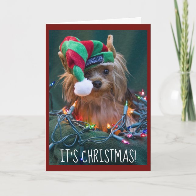 Cartes Pour Fêtes Annuelles Cute Yorkie portant un Casquette Elfe (Devant)