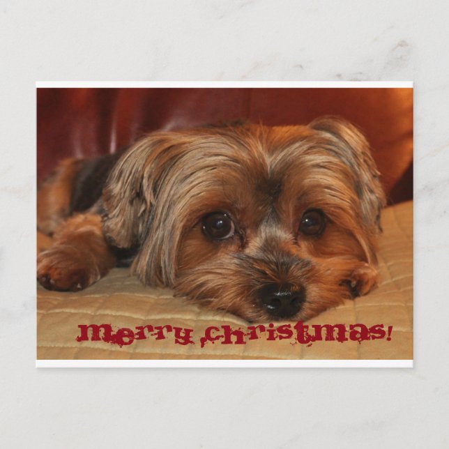 Cartes Pour Fêtes Annuelles Cute Yorkshire Terrier Joyeux Noël (Devant)