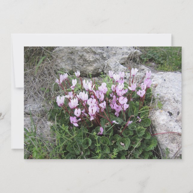 Cartes Pour Fêtes Annuelles Cyclamen sauvage (Devant)