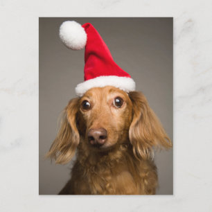 Cartes Pour Fêtes Annuelles Dachshund Portant le chapeau du Père Noël