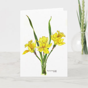 Cartes Pour Fêtes Annuelles Daffodiles au crayon coloré