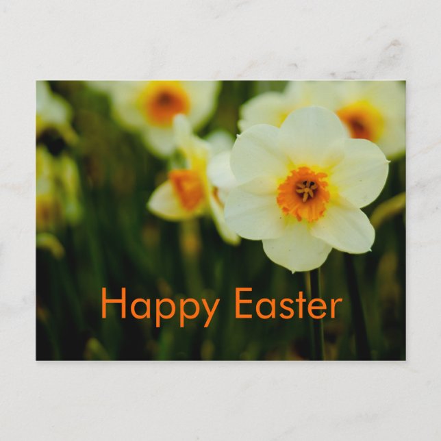 Cartes Pour Fêtes Annuelles Daffodils (Devant)
