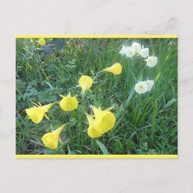Cartes Pour Fêtes Annuelles Daffodils White & Yellow Arctic Bells DIY Postcard (Devant)