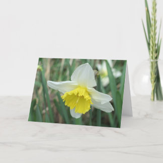 Cartes Pour Fêtes Annuelles Daffodique de Pâques