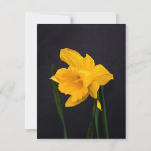 Cartes Pour Fêtes Annuelles Daffodique jaune