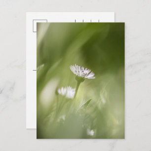 Cartes Pour Fêtes Annuelles Daisy Nature