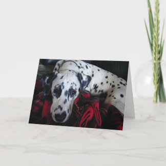 Cartes Pour Fêtes Annuelles Dalmation doux