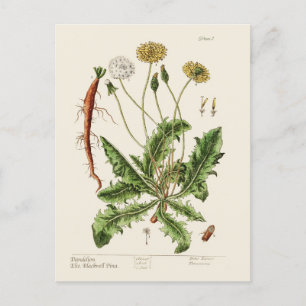 Cartes Pour Fêtes Annuelles Dandelion