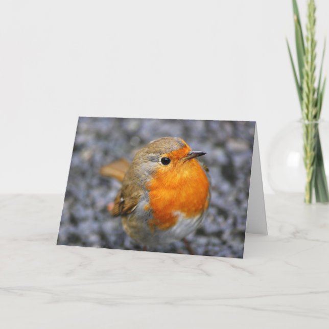 Cartes Pour Fêtes Annuelles 'Dartmeet Robin' (Devant)