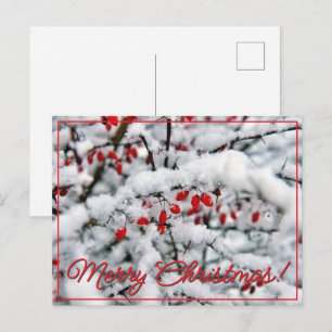 Cartes Pour Fêtes Annuelles De belles baies rouges et neige