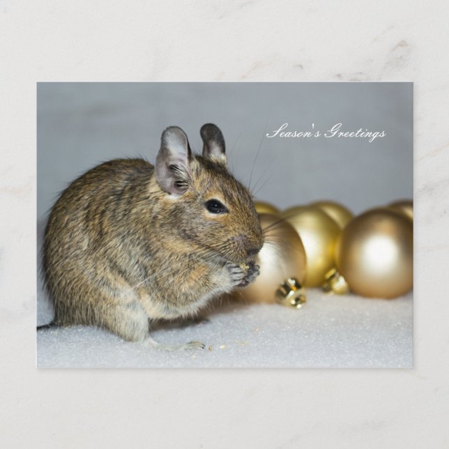 Cartes Pour Fêtes Annuelles Degu et Baubles Vœux de la Saison (Devant)