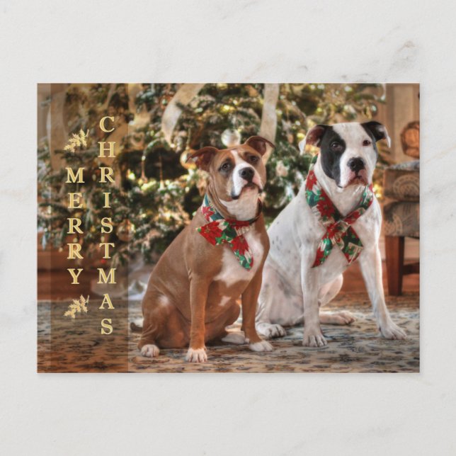 Cartes Pour Fêtes Annuelles Délivrance mignonne Pitbull de Noël et chien de (Devant)