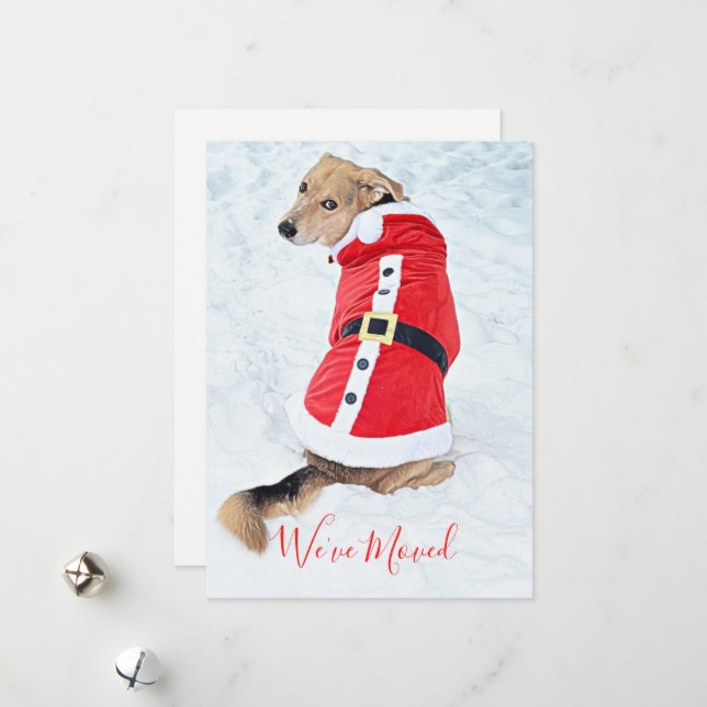 Cartes Pour Fêtes Annuelles Déplacer Un Mignon Chien De Noël En Costume Père N (Devant/Arrière en situation)