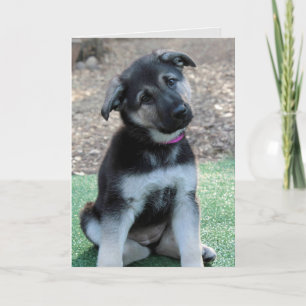 Cartes Pour Fêtes Annuelles Désolé German Shepherd Cutest Puppy Card