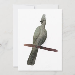 Cartes Pour Fêtes Annuelles Dessin au crayon d'oiseau gris