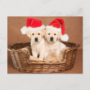 Cartes Pour Fêtes Annuelles Deux Chiots de Noël du laboratoire jaune