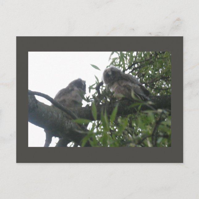 Cartes Pour Fêtes Annuelles Deux jeunes Chouettes à oreilles do-it-yourself ca (Devant)