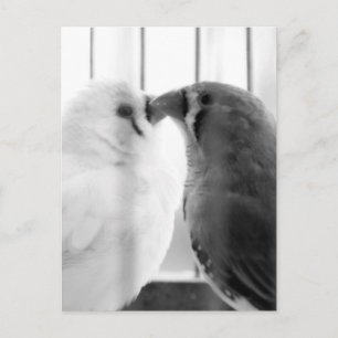 Cartes Pour Fêtes Annuelles Deux mignons bouillons en cage