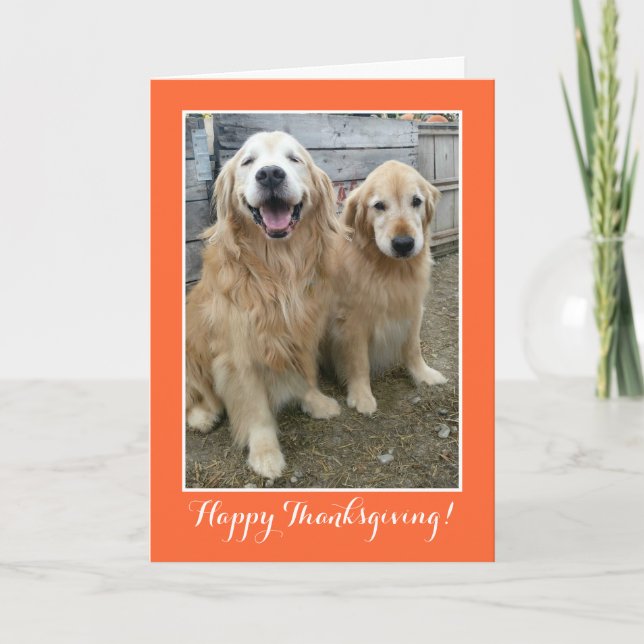 Cartes Pour Fêtes Annuelles Deux mignons Chiens d'or pour l'épreuve Thanksgivi (Devant)