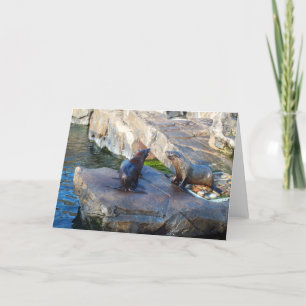 Cartes Pour Fêtes Annuelles Deux phoques à fourrure