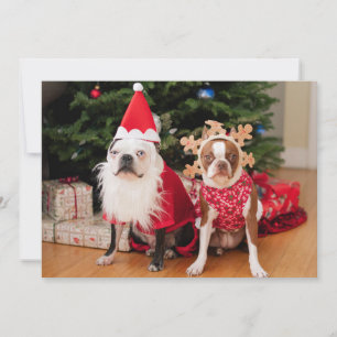 Cartes Pour Fêtes Annuelles Deux terriers boston en costumes de Noël