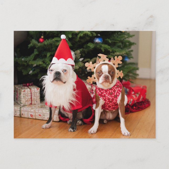 Cartes Pour Fêtes Annuelles Deux terriers de Boston dans des costumes de Noël (Devant)
