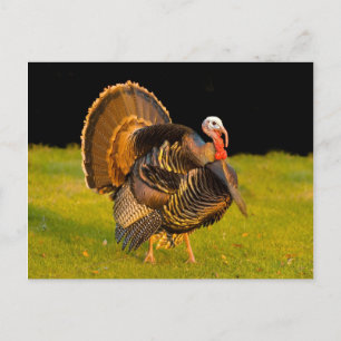 Cartes Pour Fêtes Annuelles Dinde de Thanksgiving
