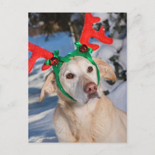 Cartes Pour Fêtes Annuelles Dog Wearing Reindeer Antlers