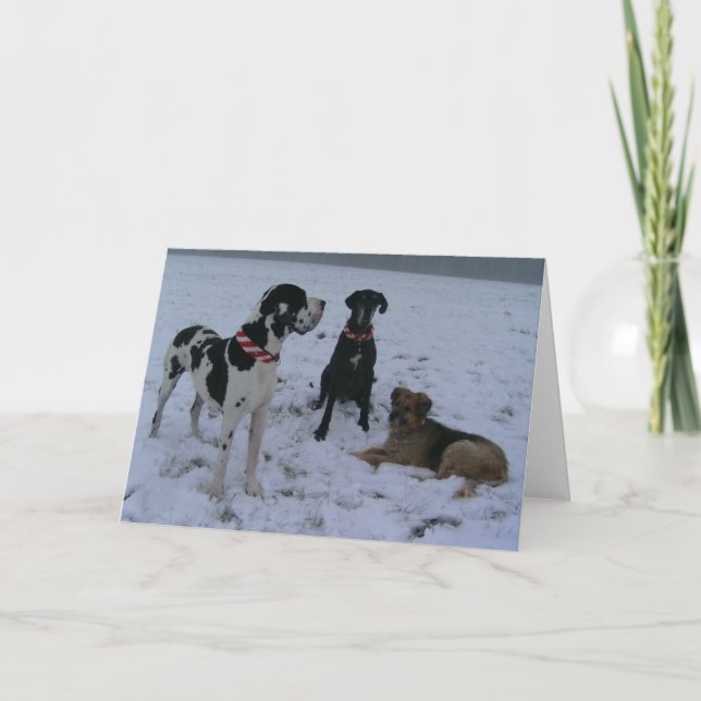 Cartes Pour Fêtes Annuelles Dogue allemand, great dane, chiens, Noël (Devant)